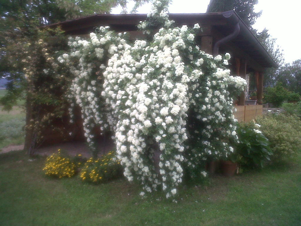 Agriturismo Podere Micitto Usi Екстериор снимка
